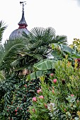 TROPICAL LOOK GARDEN LONDON