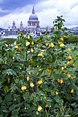 ABUTILON GOLDEN FLEECE