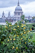 ABUTILON GOLDEN FLEECE