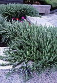 ROSMARINUS OFFICINALIS PROSTRATA GROUP