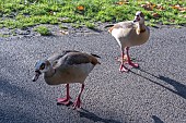 EGYPTIAN GEESE