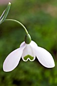 GALANTHUS BRENDA TROYLE