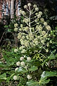FATSIA JAPONICA