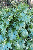 ACANTHUS FOLIAGE