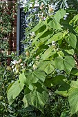 SPARMANNIA AFRICANA
