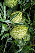 GOMPHOCARPUS FRUTESCENS