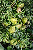 GOMPHOCARPUS FRUTESCENS