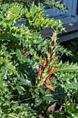 ACANTHUS SENNII