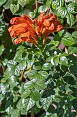 TECOMA CAPENSIS