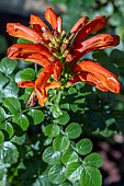 TECOMA CAPENSIS