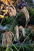 MISCANTHUS NEPALENSIS