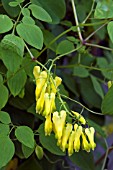 DICENTRA SCANDENS GOLDEN TEARS