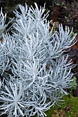 HELICHRYSUM AMBIGUUM