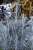 HELICHRYSUM THIANSCHANICUM