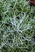 HELICHRYSUM ITALICUM SUBSP. MICROPHYLLUM
