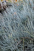 EPHEDRA MAJOR