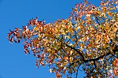 LIQUIDAMBER STYRACIFLUA