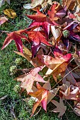 LIQUIDAMBER STYRACIFLUA FOLIAGE IN AUTUMN