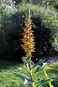 DIGITALIS CANARIENSIS