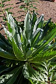 MUSSCHIA SP.