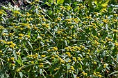 THAPSIA GARGANICA