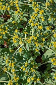THAPSIA GARGANICA