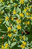 THAPSIA GARGANICA