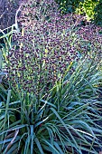 ERYNGIUM PANDANIFOLIUM PHYSIC PURPLE