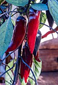 CAPSICUM ANNUUM VAMPIRE