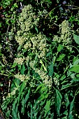 AZTEC BROCCOLI