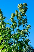 AZTEC BROCCOLI