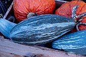 BLUE BANANA SQUASH