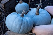 BLUE HUNGARIAN SQUASH