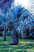 BUTIA CAPITATA