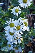 NIPPONANTHEMUM NIPPONICUM