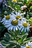 NIPPONANTHEMUM NIPPONICUM
