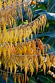 RHUS TYPHINA DISSECTA
