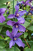 CLEMATIS SAPHYRA INDIGO