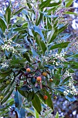 ARBUTUS CANARIENSIS