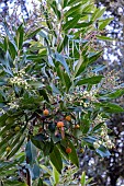 ARBUTUS CANARIENSIS