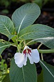 IMPATIENS TINCTORIA