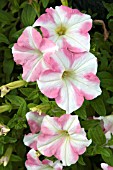 PETUNIA DESIGNER PINK STAR