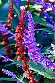 SALVIA LEUCANTHA & CONFERTIFLORA