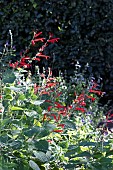 SALVIA ELEGANS HONEY MELON