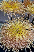 CHRYSANTHEMUM LAVA