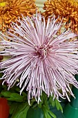 CHRYSANTHEMUM PINK SPLENOUR