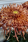 CHRYSANTHEMUM CORAL REEF