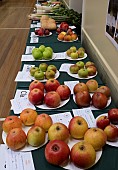 VILLAGE SHOW - FRUIT IN AUTUMN