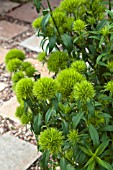 DIANTHUS GREEN TRICK