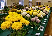 CHRYSANTHEMUM SHOW